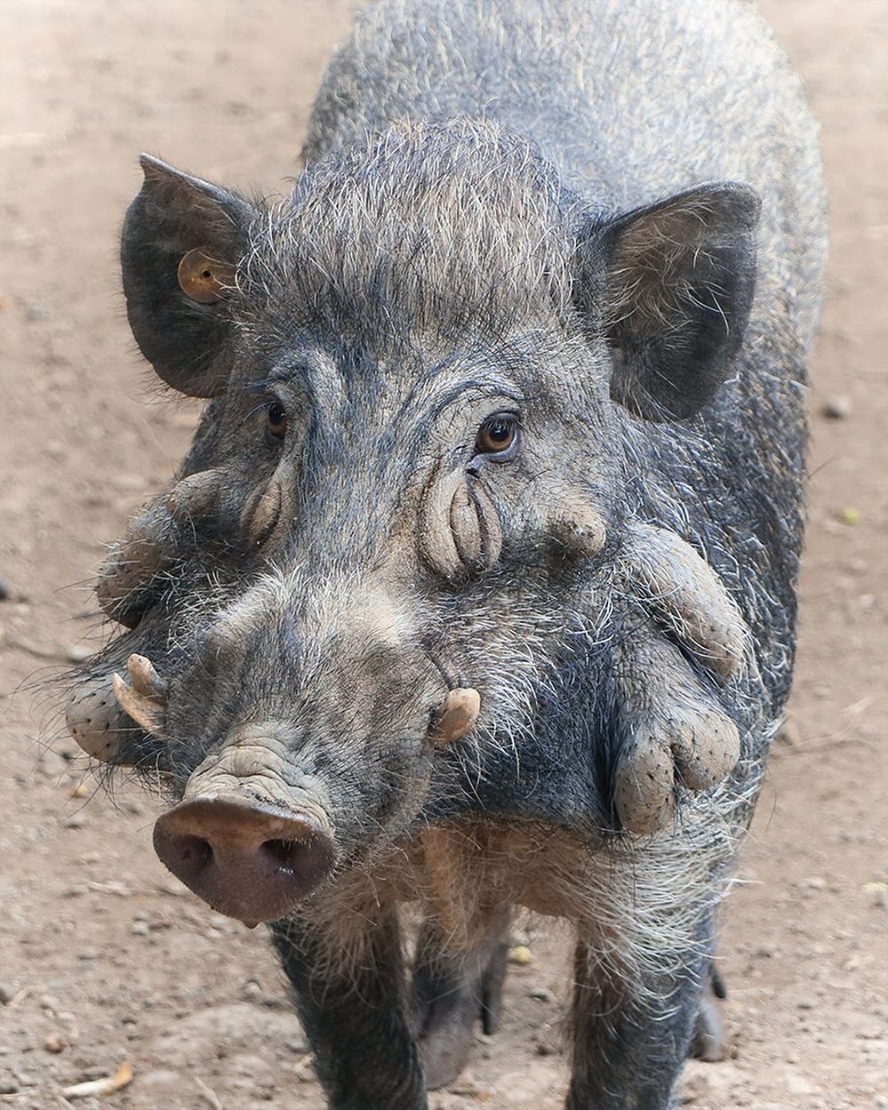 Babi kutil Bawean yang terancam punah.