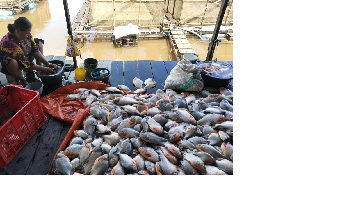 RUGI BESAR: Puluhan ton ikan bawal yang dibudidayakan dalam keramba di sepanjang Sungai Martapura mengalami kematian massal pada Jumat (13/12). (Foto: RIYAD DAFHI RIZKI/RADAR BANJARMASIN)