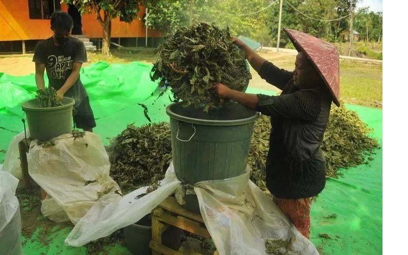 TURUN HARGA: Harga Kratom di Kapuas Hulu saat ini semakin turun sehingga membuat petani menderita. (ISTIMEWA)