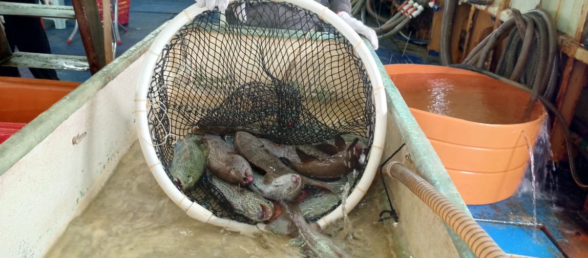 DIEKSPOR: Ratusan ton ikan kerapu Berau berhasil diekspor ke Hong Kong secara rutin sejak 2021.