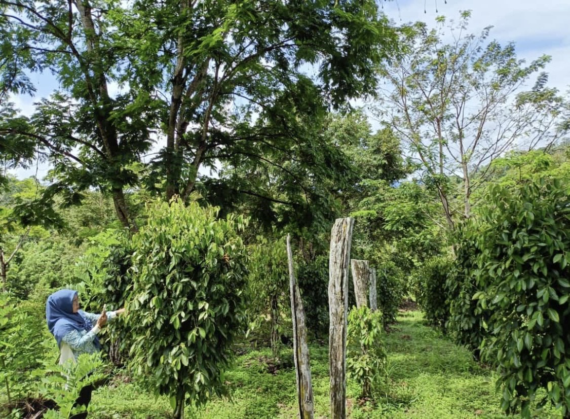 ILUSTRASI: Regenerasi petani di sektor perkebunan yang sedang berkembang sangat dibutuhkan untuk peningkatan luas lahan dan produksi.