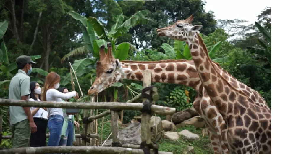 KEREN:Pembangunan Taman Safari di IKN Nusantara Sepaku, PPU dipastikan dimulai paling lambat akhir 2025.(FOTO:ISTIMEWA)