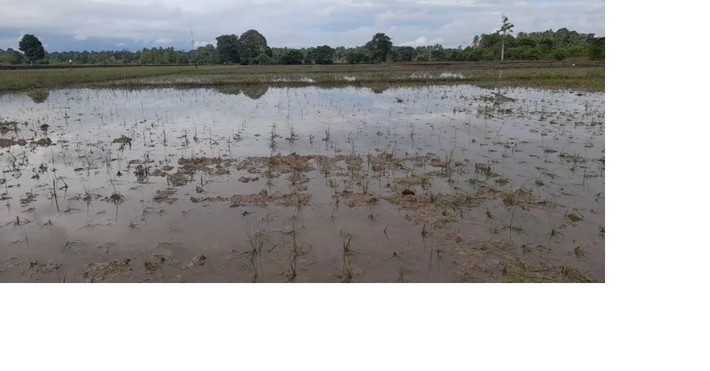 TERDAMPAK: Lahan pertanian di Desa Bakarung, HSS terendam banjir yang mengakibatkan petani gagal panen atau puso. (Foto: Dinas Pertanian HSS)
