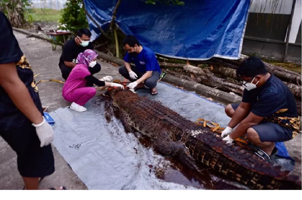 BEDAH BANGKAI: BPSPL Pontianak saat melakukan bedah bangkai (nekropsi) terhadap seekor buaya muara (Crocodylus porosus) yang mati usai ditangkap warga, Minggu (09/2/2025). (ARIEF NUGROHO/PONTIANAK POS