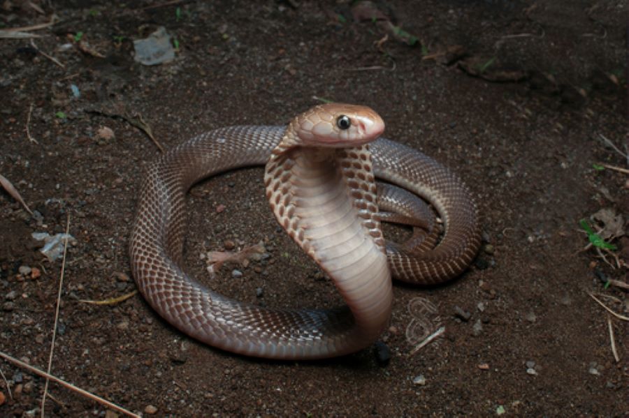 Jenis ular kobra yang membuat korban meninggal. (ilustrasi)