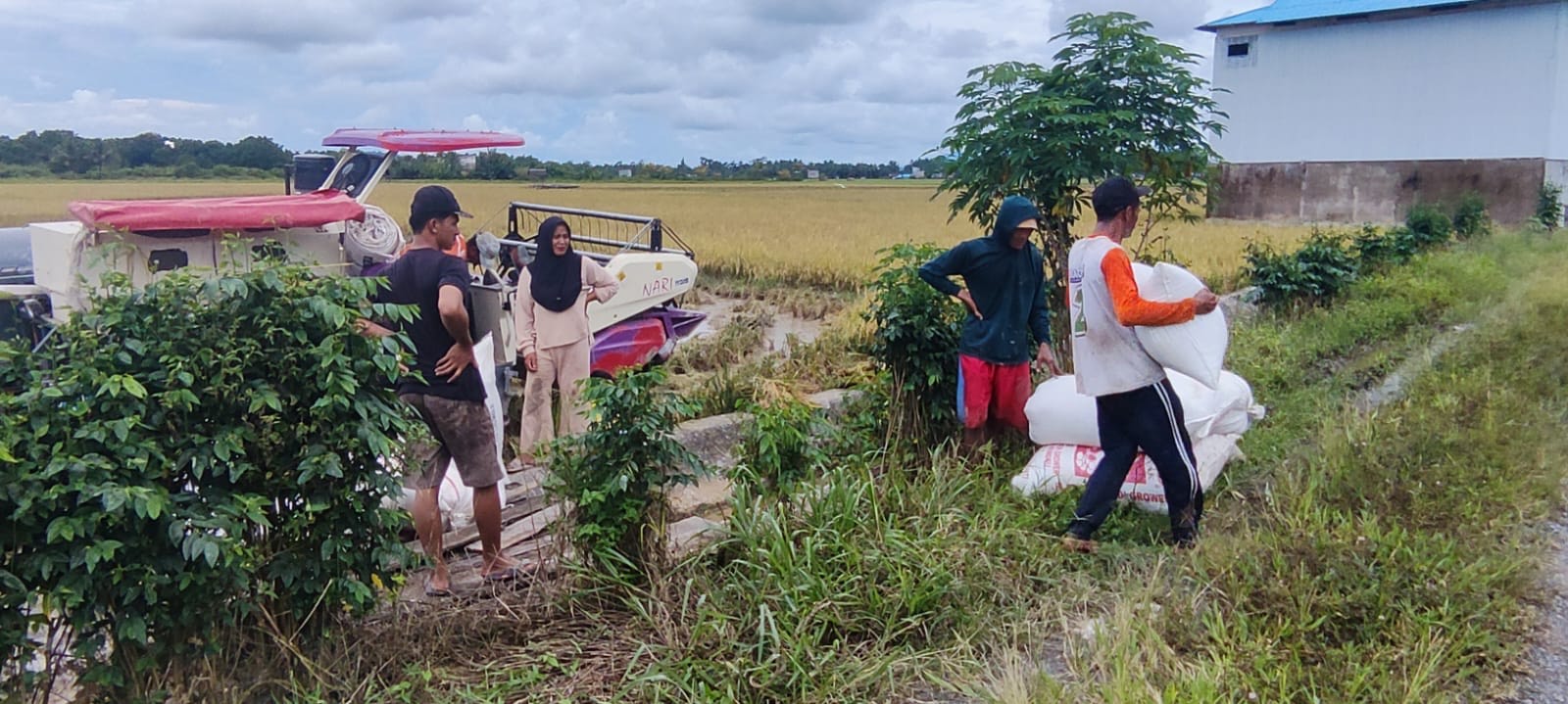 TINGKATKAN PRODUKSI: Atasi kebergantungan beras luar, Pemkab Berau bakal optimalisasi lahan persawahan hampir 900 hektare tahun ini.
