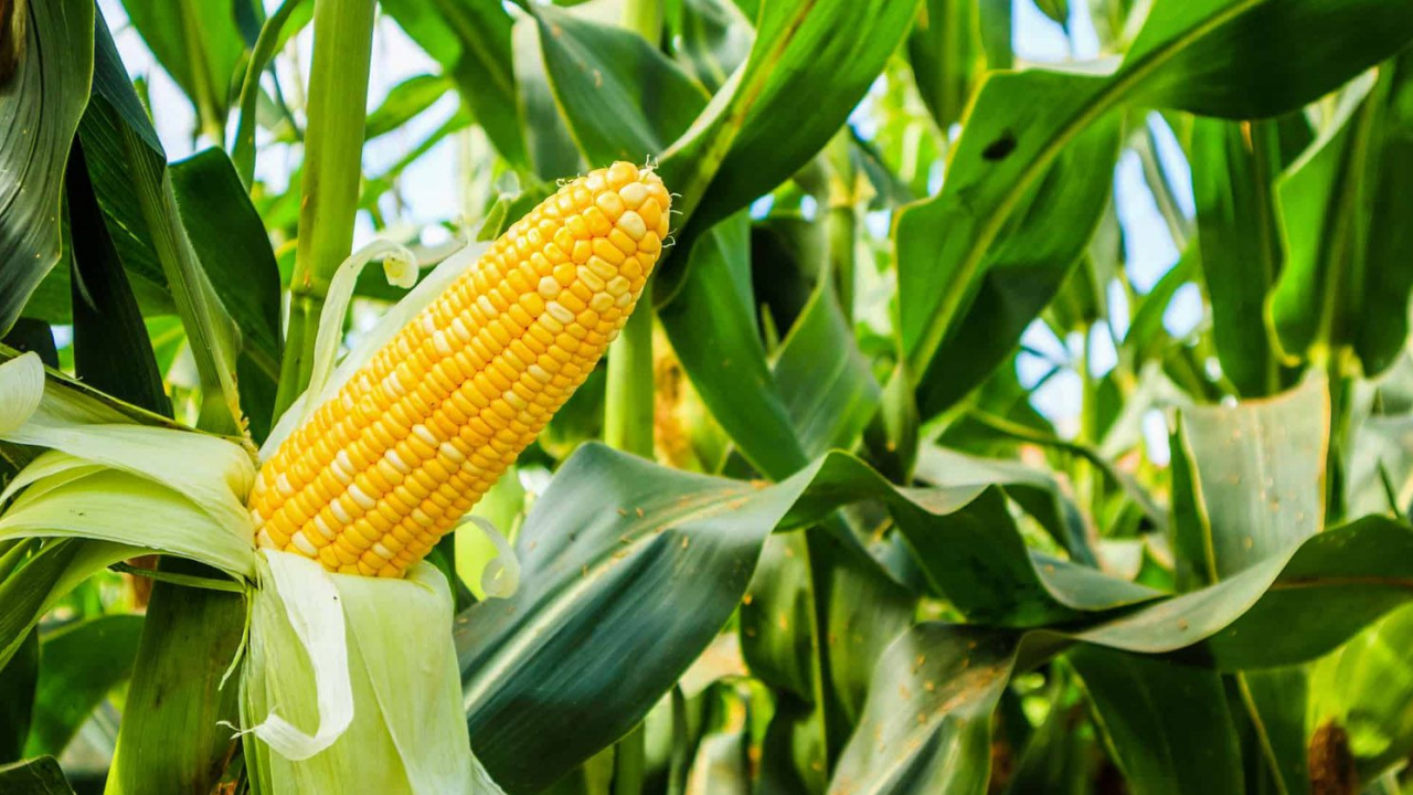 Ilustrasi jagung.