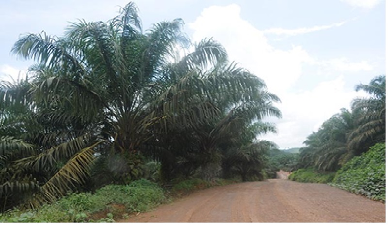 PERKEBUNAN: Salah satu kawasan perkebunan kelapa sawit di Kabupaten Kotawaringin Timur. (DOK.RADAR SAMPIT)