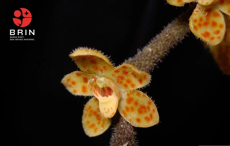 Spesies baru anggrek akar tak berdaun, yang merupakan spesies anggrek endemik Sumatra dari genus Chiloschista (Orchidaceae), yang diberi nama Chiloschista tjiasmantoi Metusala. HO-BRIN.