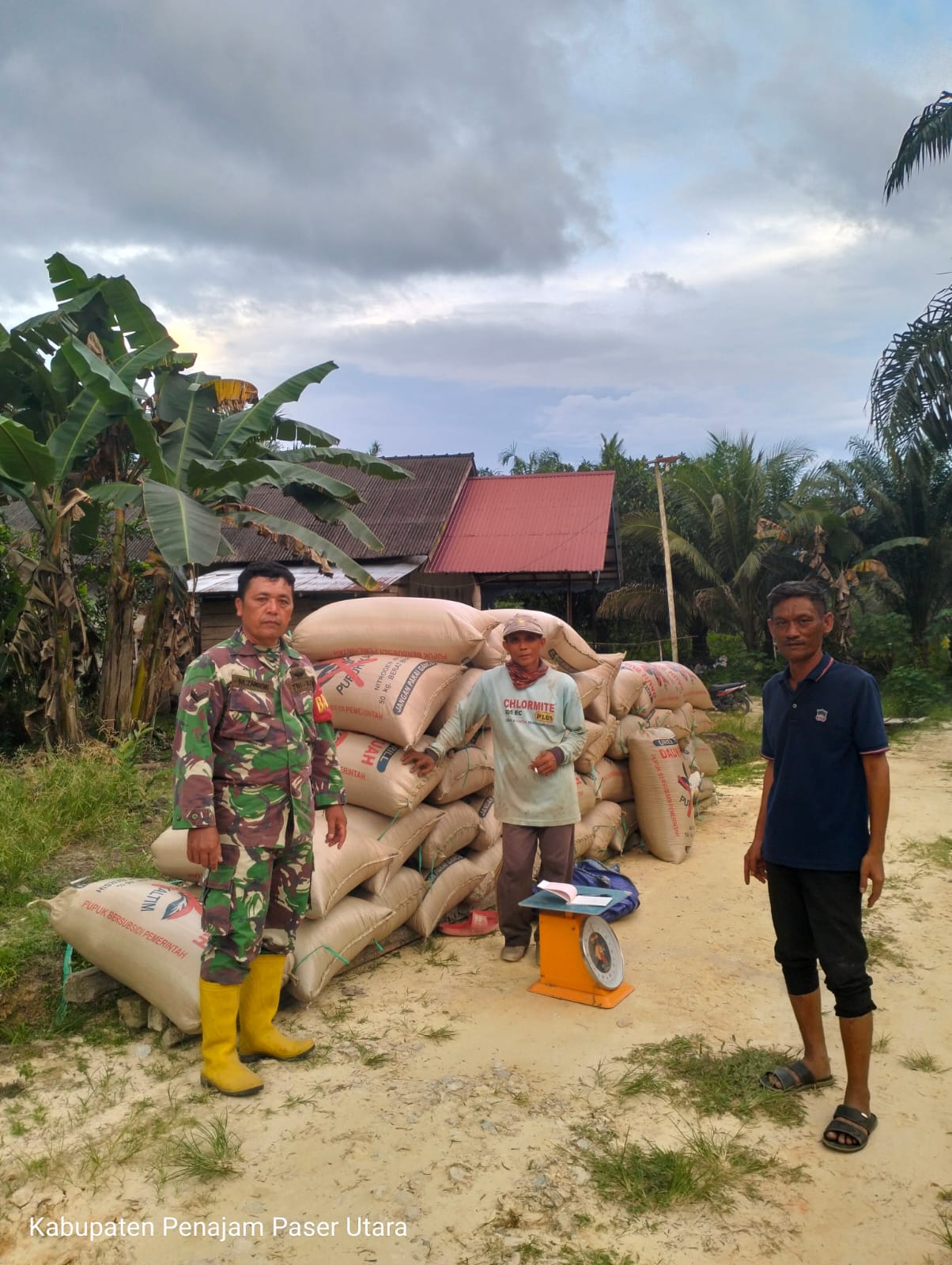 DISERAP: Petani tampak antusias menimbang GKP untuk dijual ke Bulog, dan tampak tumpukan berkarung-karung GKP yang diserap BUMN itu.