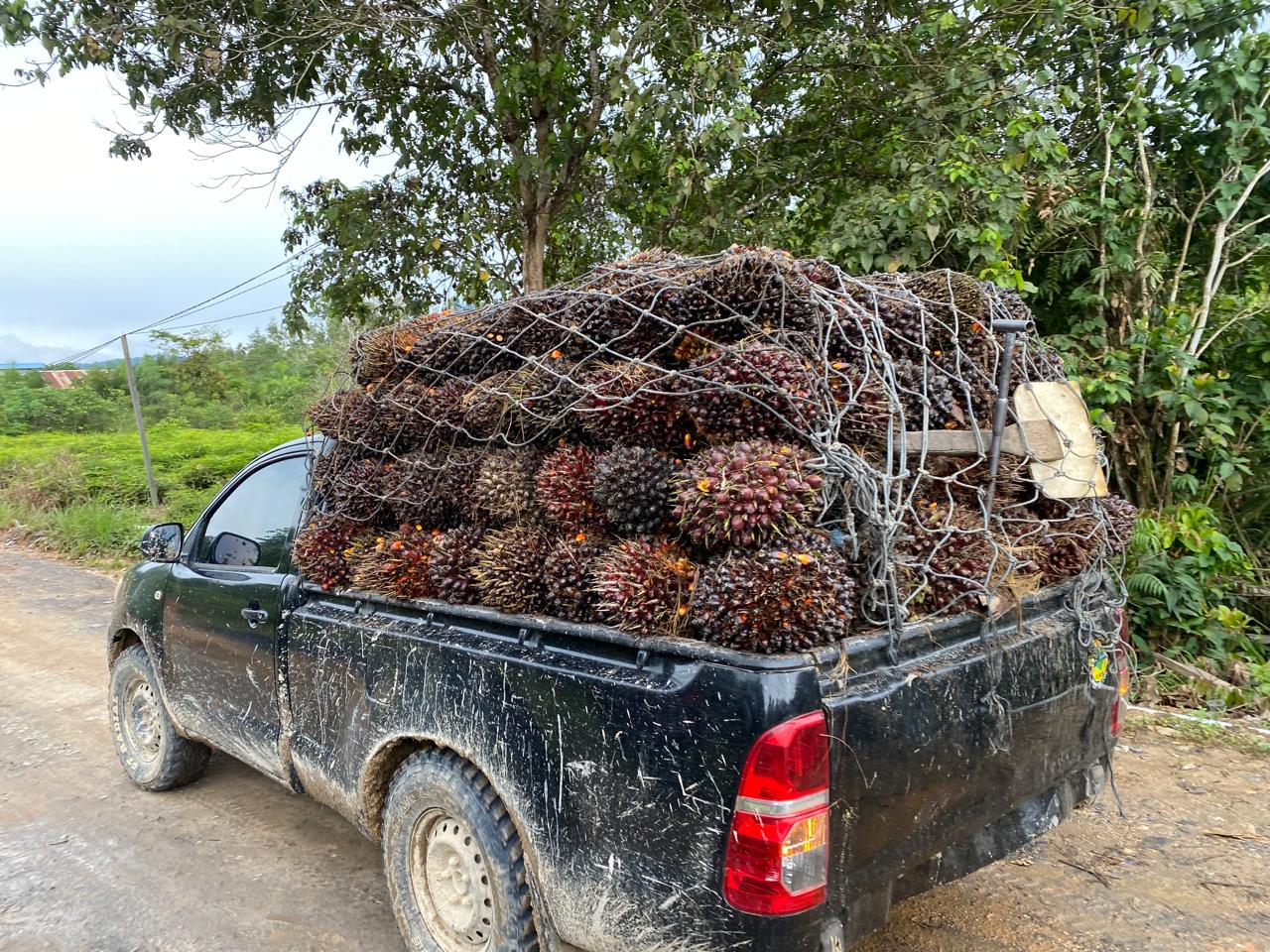 BUTUH PABRIK: Pabrik kelapa sawit di Berau dinilai kurang untuk menampung TBS, yang akhirnya memengaruhi harga yang diterima petani.