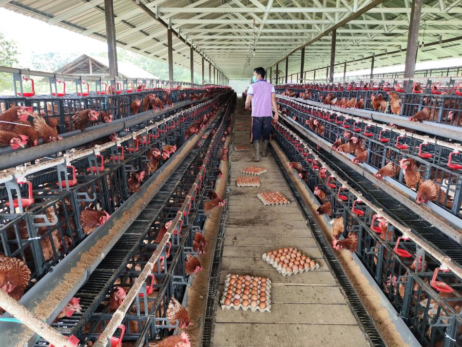 Kabupaten Paser sukses memproduksi 10.500 butir telur per hari dari lebih dari 12 ribu ayam layer.(FOTO:TOMI/PASER POS)