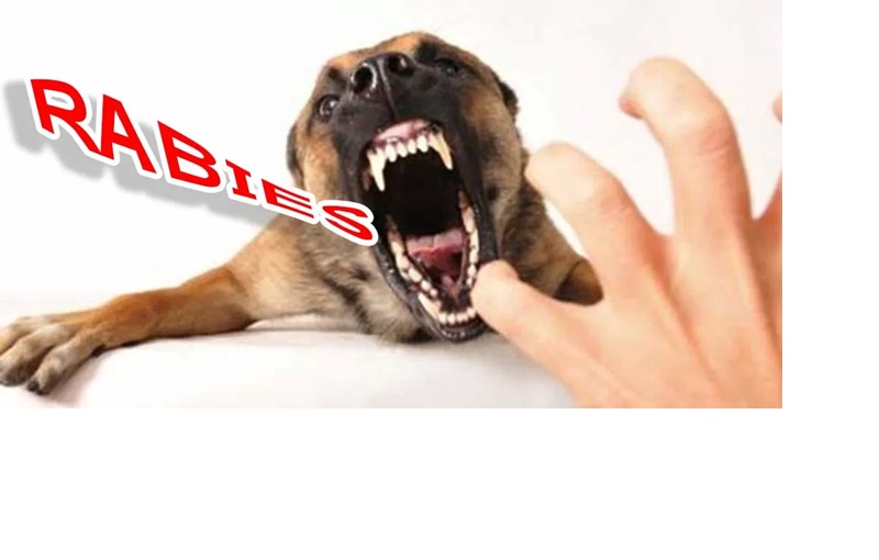 ilustrasi rabies