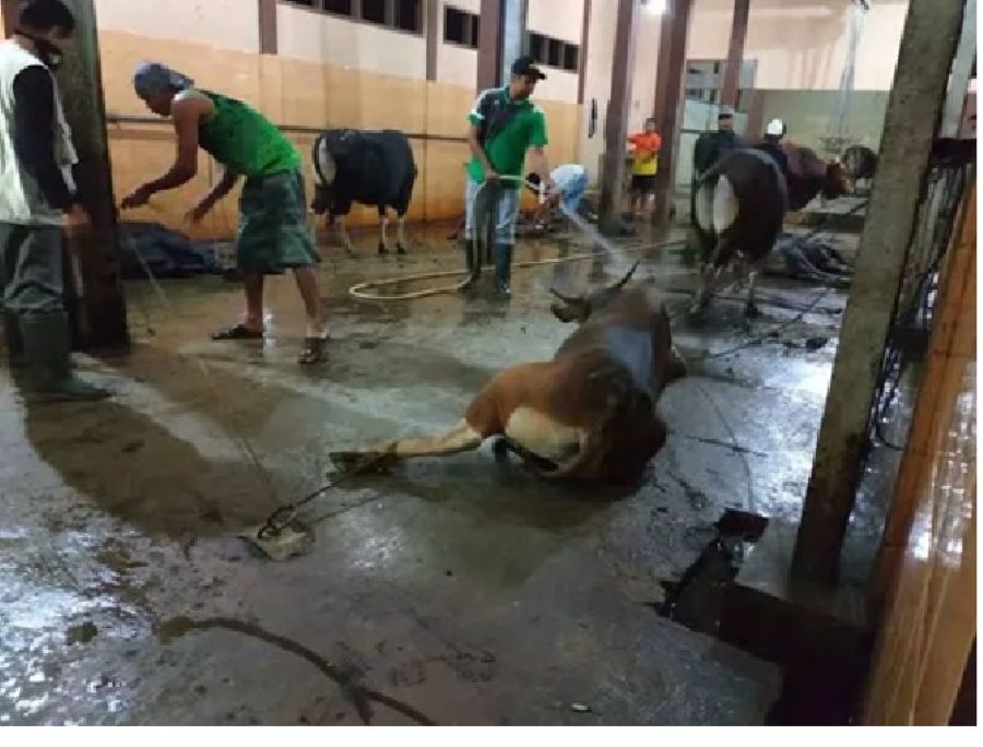 Ketiadaan sertifikasi halal pada RPH dapat menimbulkan keraguan di tengah masyarakat terkait kehalalan daging yang beredar.