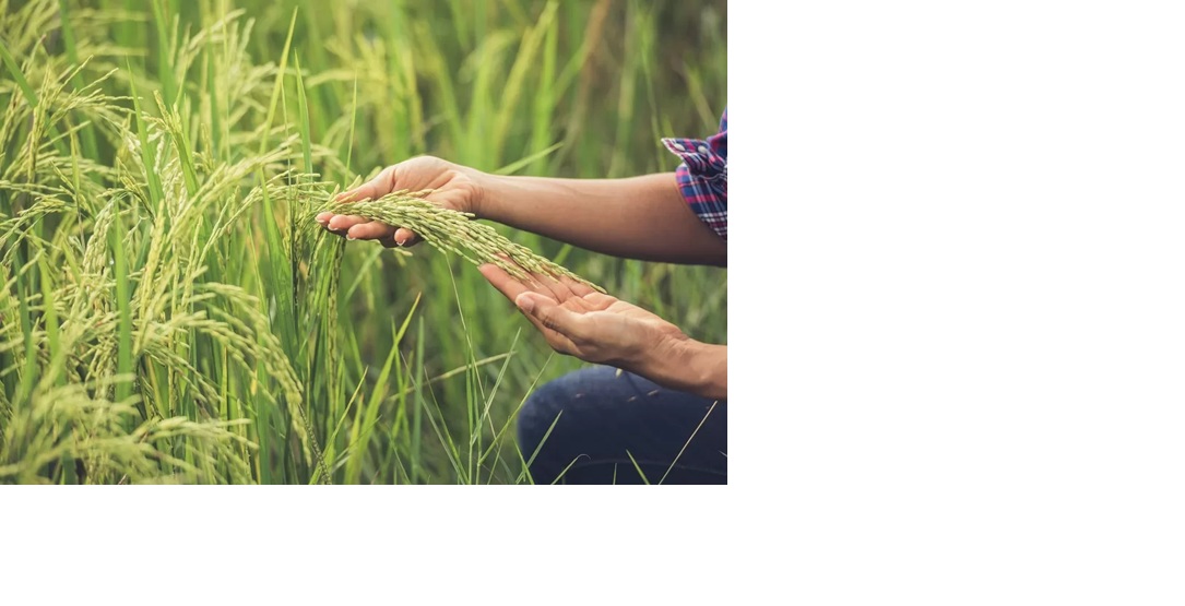 Ilustrasi : Pertanian untuk menjaga ketahan pangan (Foto : Freepik) (Infocuspix)