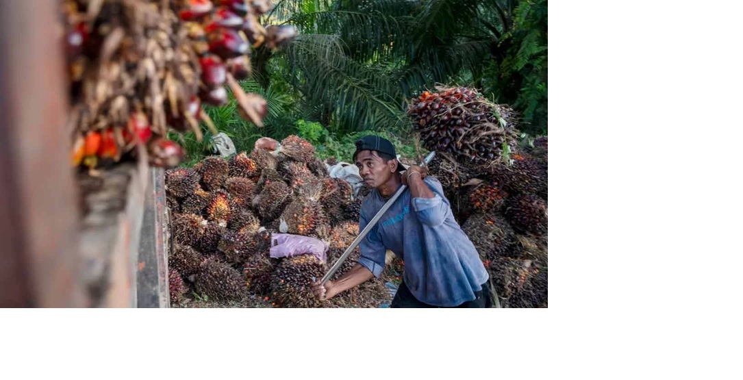 Petani sedang memanen buah sawit. Penghapusan pungutan ekspor CPO menjadi angin segar bagi petani karena kebijakan ini diharapkan dapat mendongkrak harga sawit.