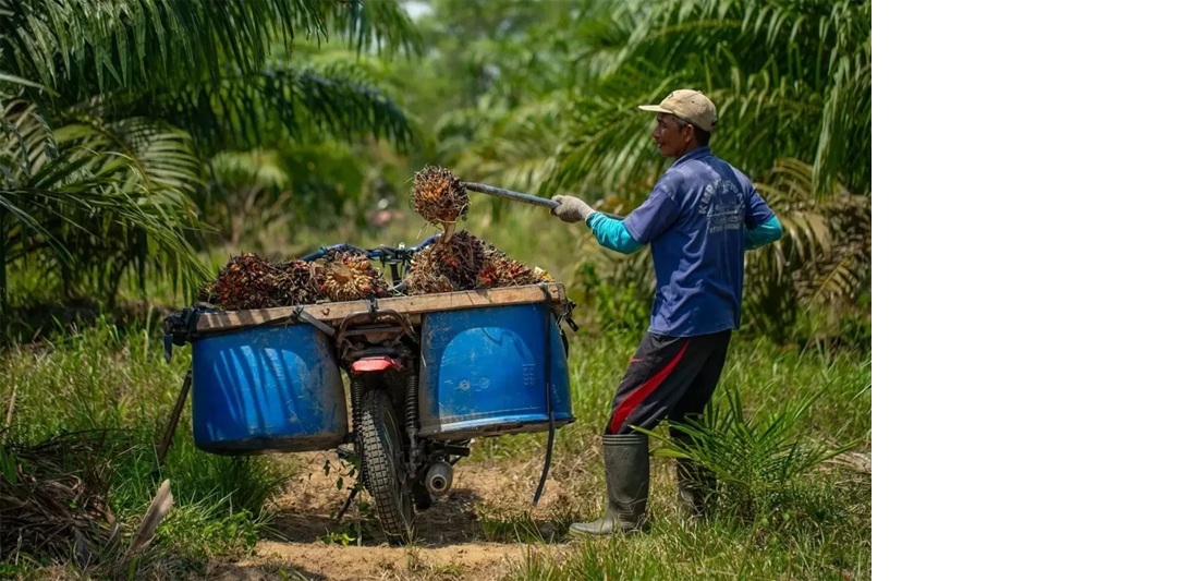 Panen sawit di Indonesia melimpah, namun banyak pekerja sawit yang hak-haknya tidak terpenuhi karena mereka masuk dalam kategori Buruh Harian Lepas (BHL).