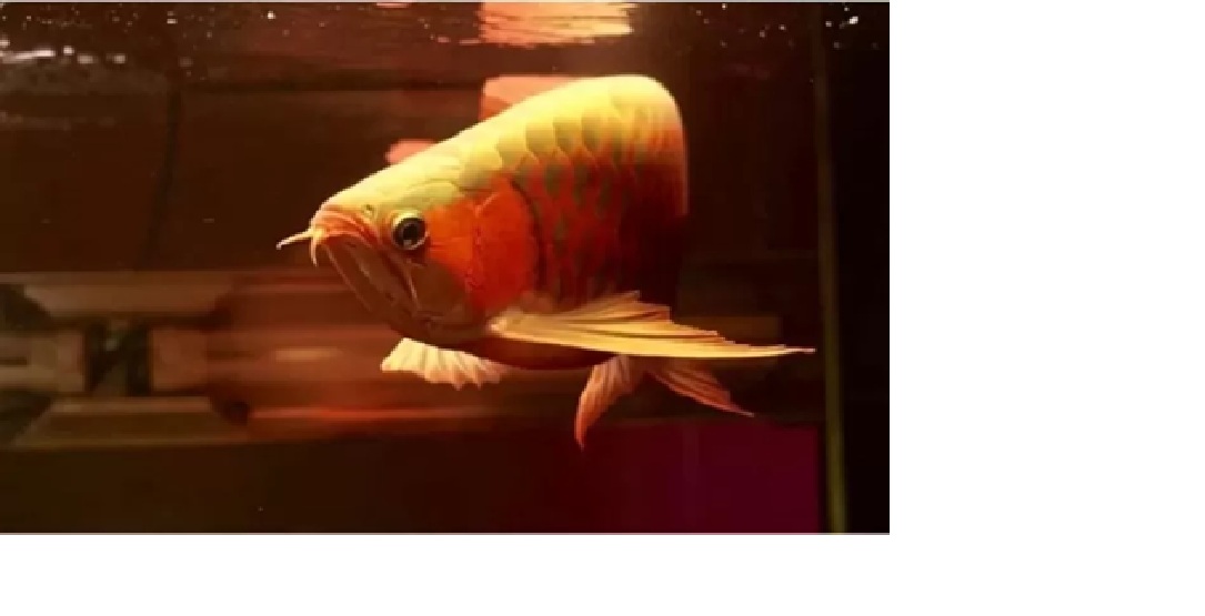 Ilustrasi ikan Arwana.