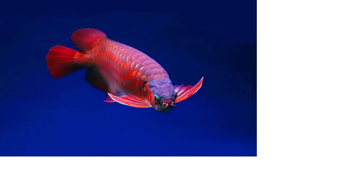 Ikan arwana super red.