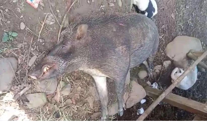 Babi yang menyerang pasutri tersebut (Istimewa)