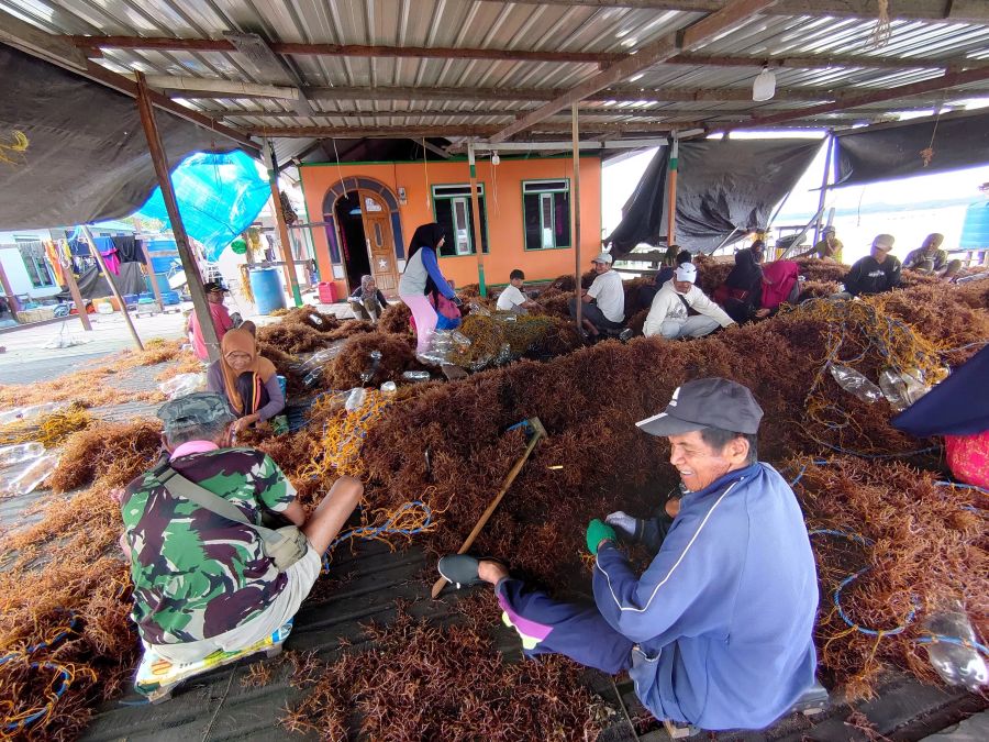 Aktivitas petani rumput laut saat memisahkan rumput laut dari tali bentangan rumput laut.
