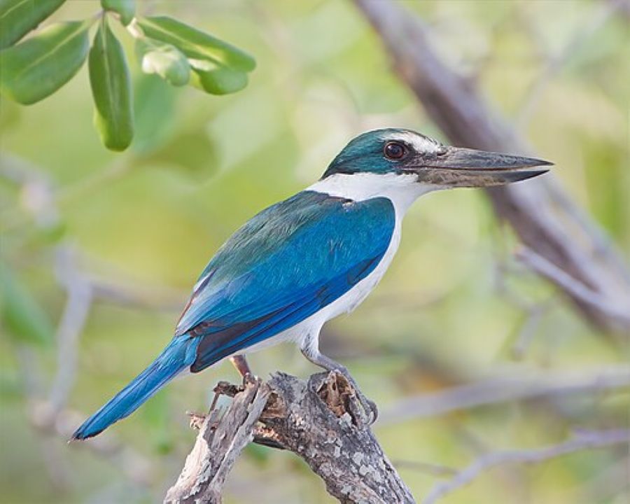 Collared Kingfisher atau dikenal secara ilmiah sebagai Todiramphus chloris
