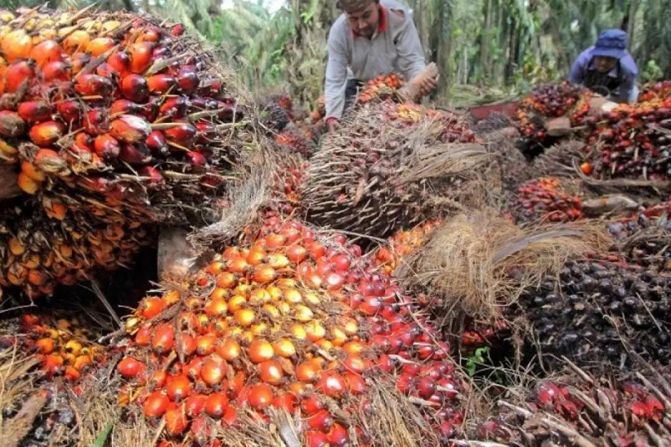 Tandan buah segar kelapa sawit.