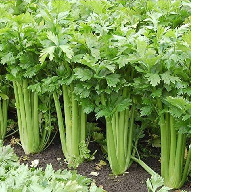 Tanaman seledri.