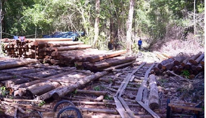 Tumpukan kayu hasil pembalakan liar di kawasan hutan Sentap Kancang, Desa Ulak Medang, Kecamatan Muara Pawang, Kabupaten Ketapang. (Arief Nugroho/Pontianak Post)