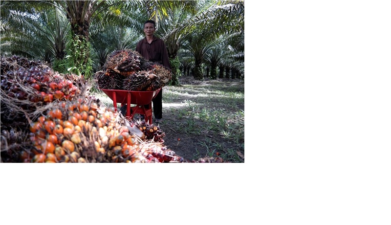 Ilustrasi kerja di kebun kelapa sawit.