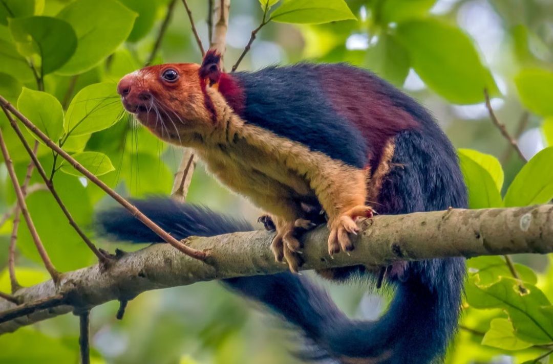 Tupai raksasa Malabar. (X AmazingNature)
