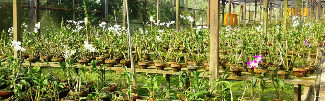 Taman Anggrek Tarakan dimasa kejayaannya. (DOK)