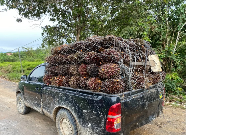 Aktivitas pengangkutan TBS yang makin marak dijual ke Kutai Timur karena harga belinya yang relatif mahal. (BERAU POST)