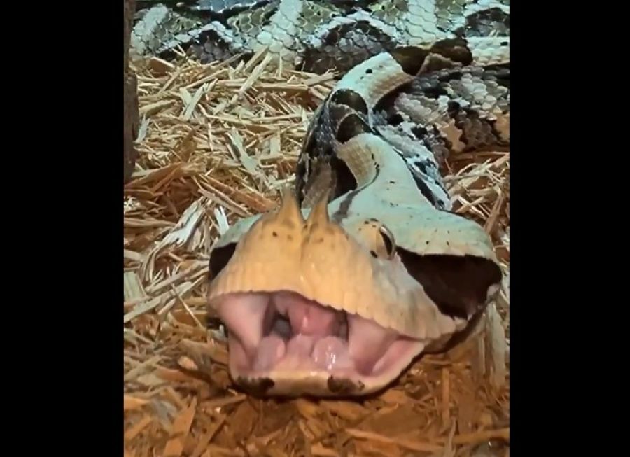 Ular viper Gabon.