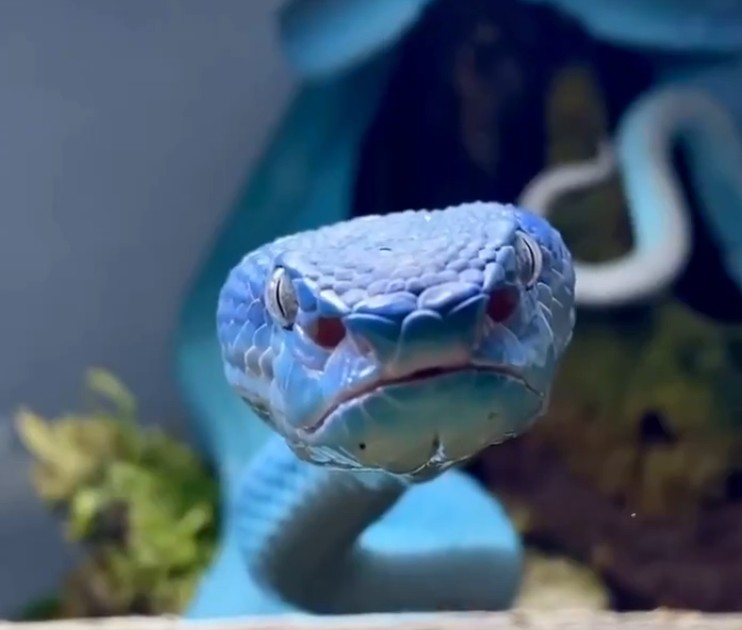 Trimeresurus insularis atau ulat pit viper biru yang ditemukan di Indonesia.