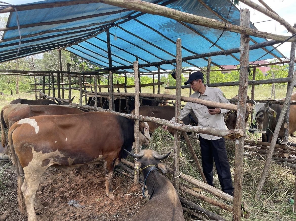 PENGAWASAN: DTPHP Berau melakukan pengawasan hewan kurban untuk memastikan seluruh hewa layak jual dan dikonsumsi masyarakat.