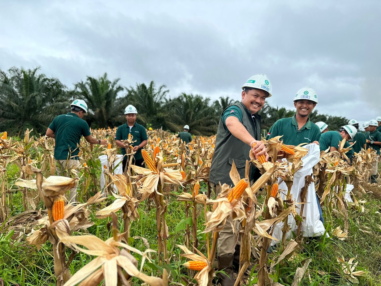 PERDANA: Manajemen PT Karyanusa Ekadaya (KED) melakukan panen jagung pada Rabu, 21 Mei 2025.