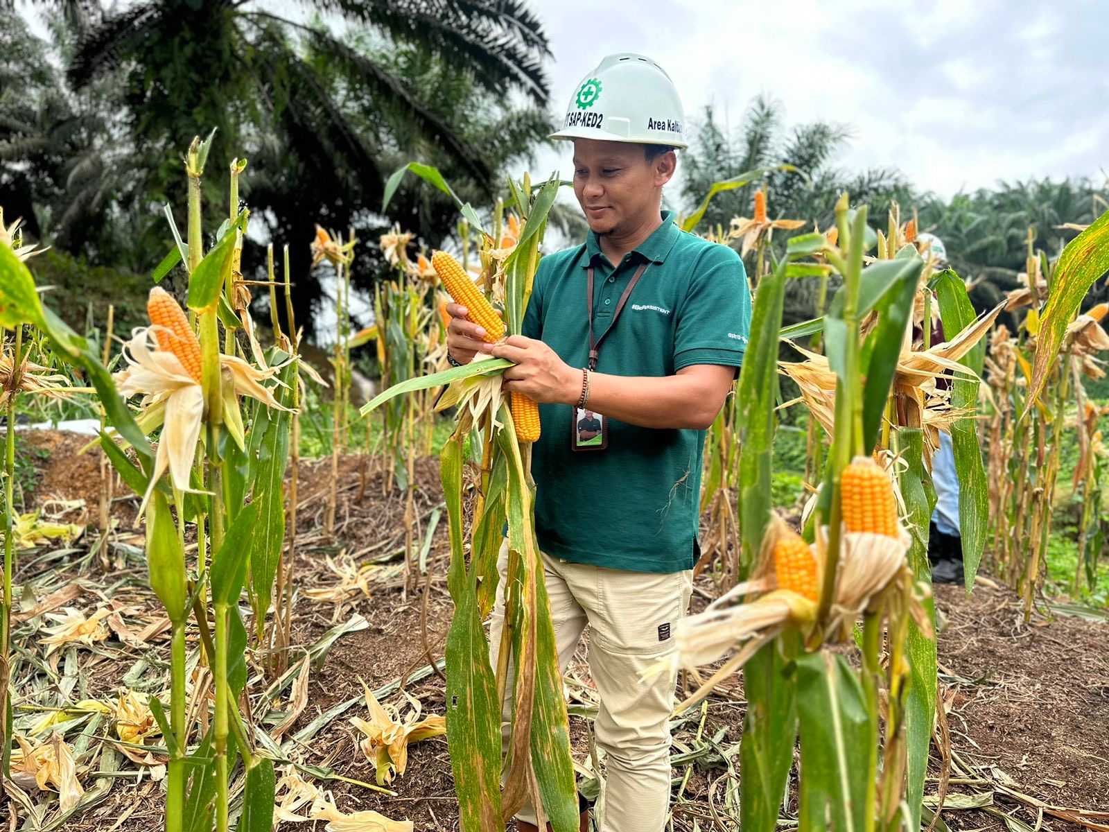 DUKUNG: Administratur PT Subur Abadi Plantations, M Abdus Syukur.