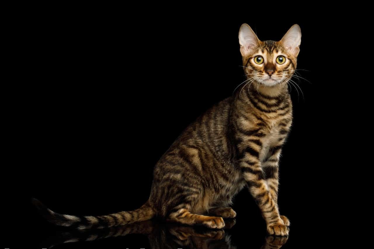 Ras kucing Toyger.