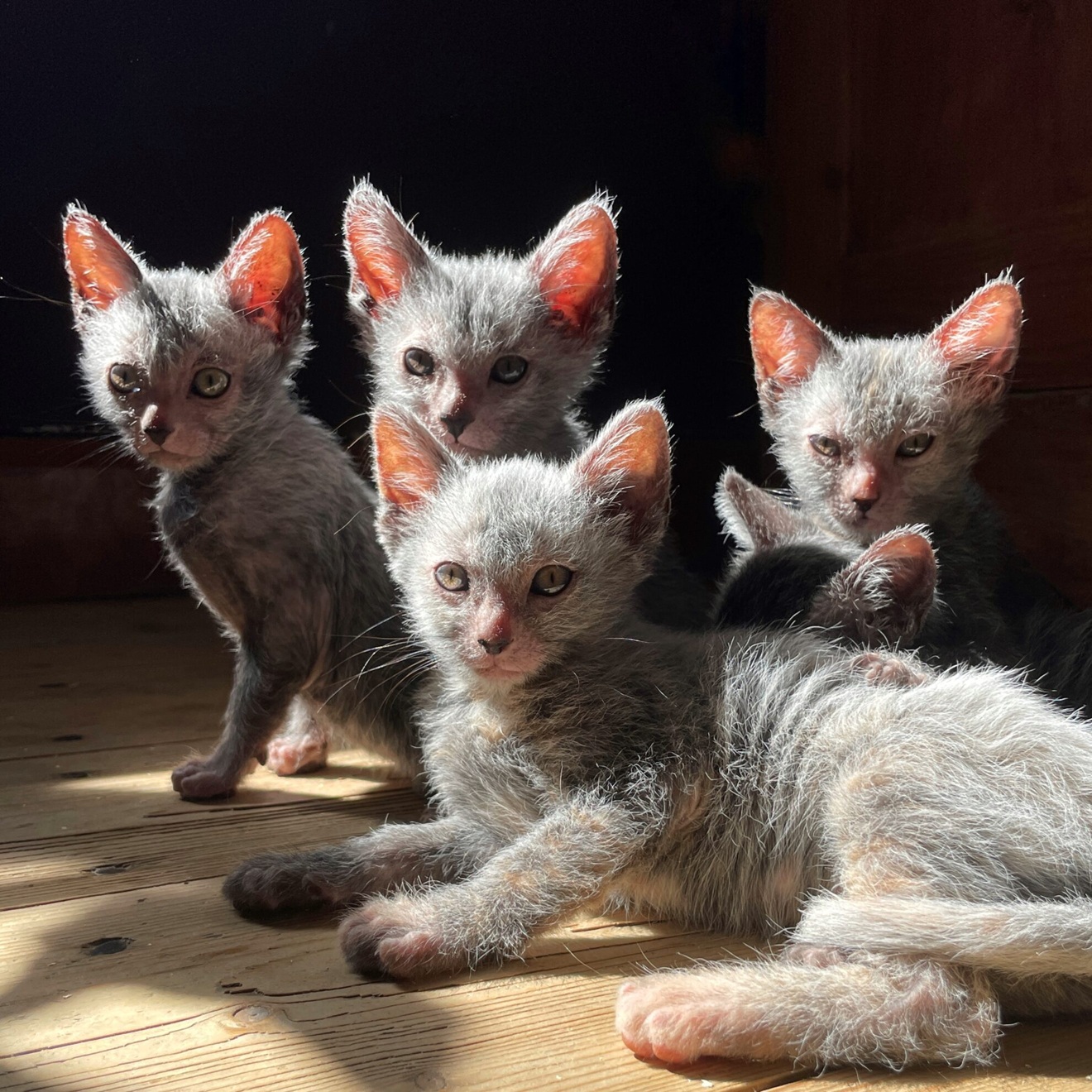 Lykoi, salah satu ras kucing langka. (nordiclykoi.com)