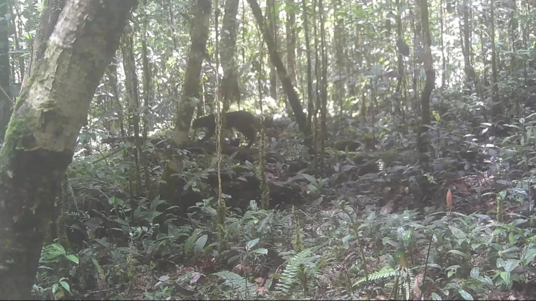 Tangkapan layar yang menampilkan kucing merah satwa endemik Kalimantan dari Kamera Trap TNKM. FOTO: TNKM/RADAR TARAKAN