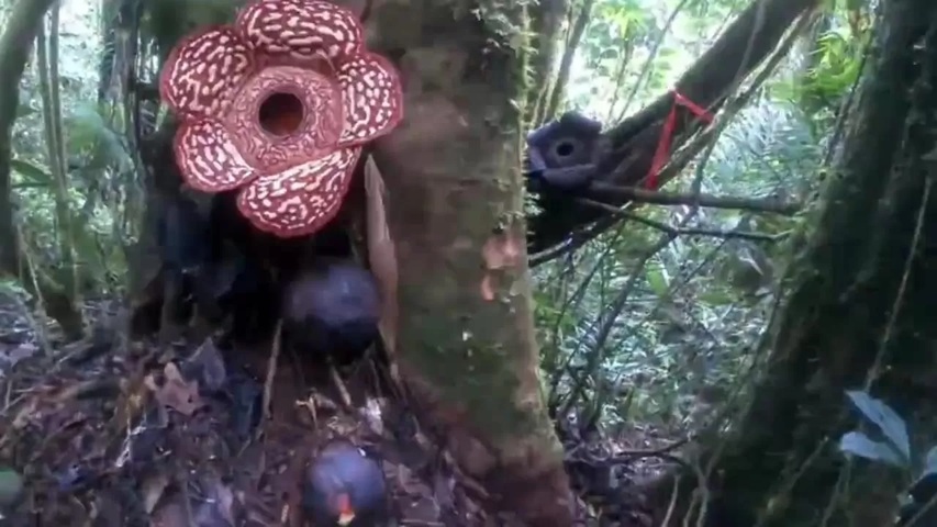 MEKAR: Bunga Rafllesia mekar di destinasi wisata Buduk Udan, Krayan Barat. FOTO: TNKM/RADAR TARAKAN