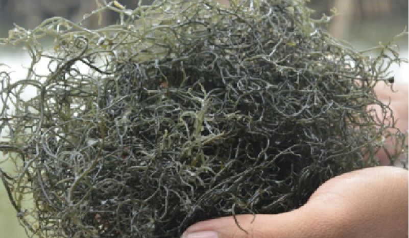 Ilustrasi rumput laut sango-sango (glacilaria).