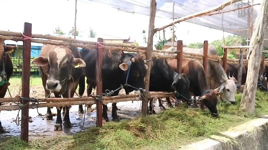 MENUNGGU PEMBELI: Banyak lapak penjualan sapi kurban, salah satunya di kawasan Jalan MT Haryono Balikpapan. (FOTO: ARIF FADILLAH BALPOS)