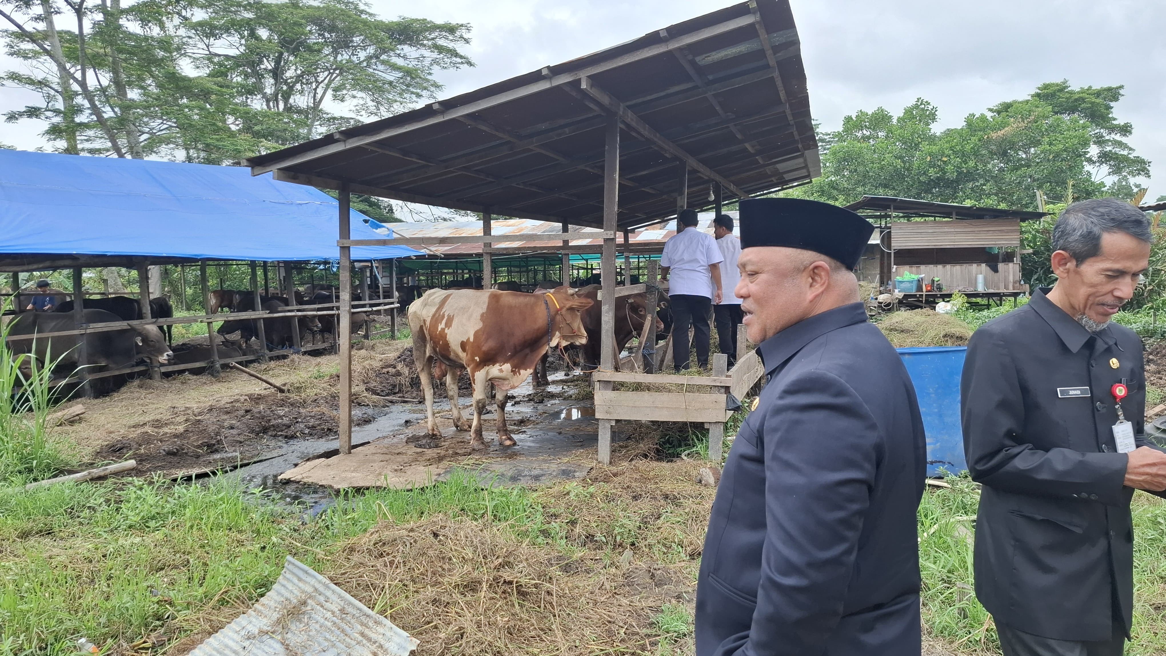 PANTAU: Wakil Bupati Berau Gamalis saat meninjau kesiapan RPH dan peternakan dalam menyiapkan hewan kurban jelang Iduladha.