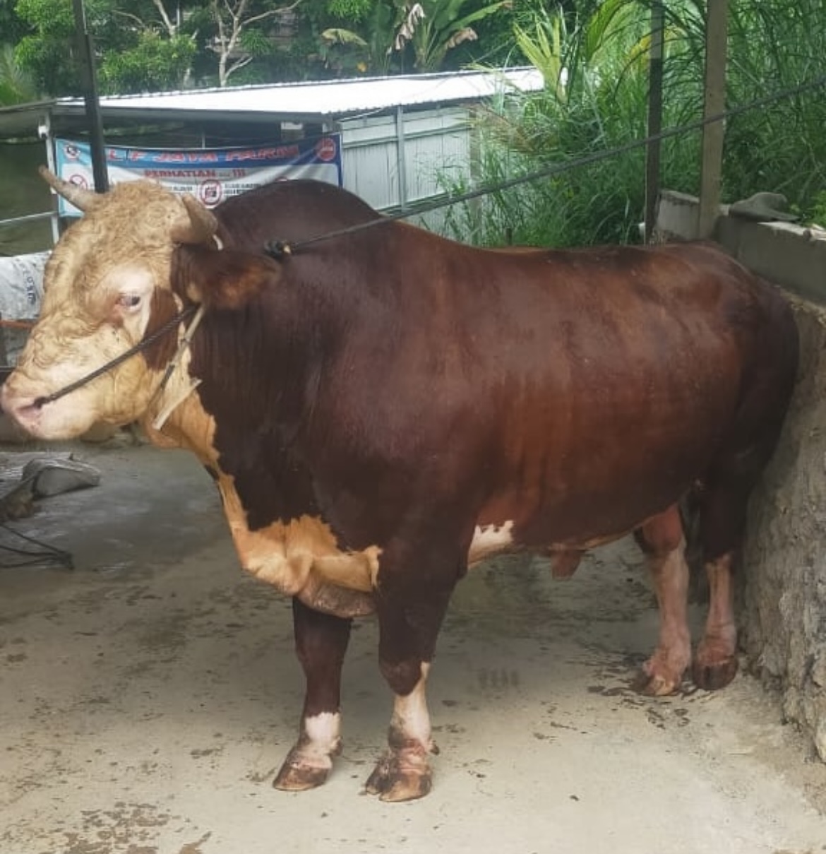 BERBAGI: Sapi jenis simental dari peternak di Desa Pait, Kecamatan Long Ikis, Kabupaten Paser, dibeli Presiden Prabowo Subianto untuk masyarakat Paser pada momen kurban.