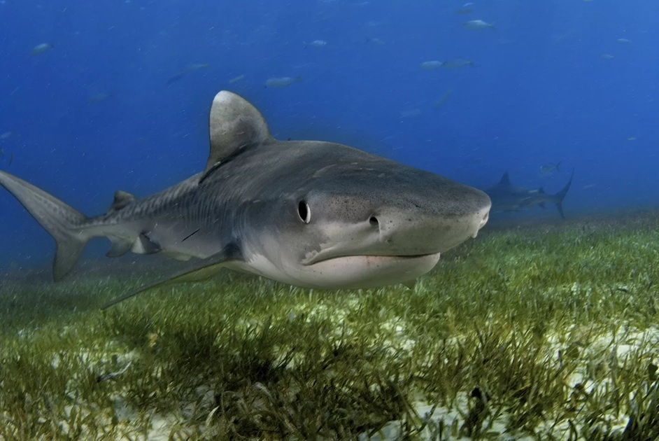 Ilustrasi Hiu Macan. (NATIONAL GEOGRAPHIC)