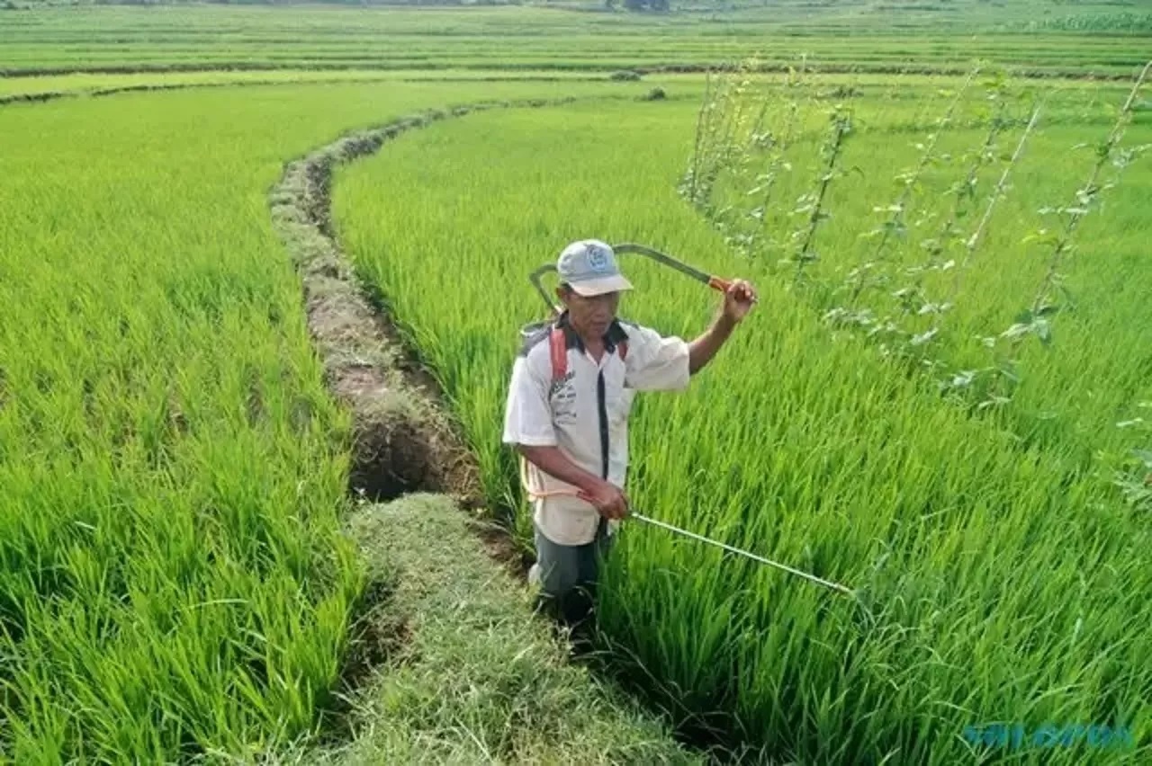 SEGERA TANAM: Dinas Pertanian PPU mendesak petani sawah tadah hujan agar mempercepat tanam padi musim ini. Antisipasi musim kemarau yang diprediksi akhir Juni hingga Agustus 2025.