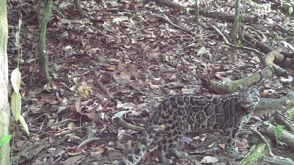 Macan Dahan Kalimantan yang tertangkap Camera Trap oleh Tim TNKM.
