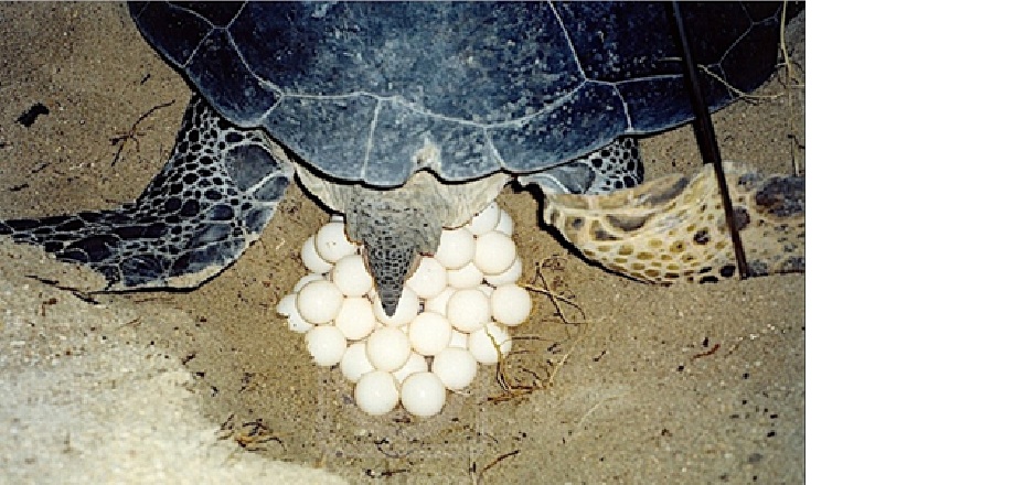 Ilustrasi penyu bertelur.